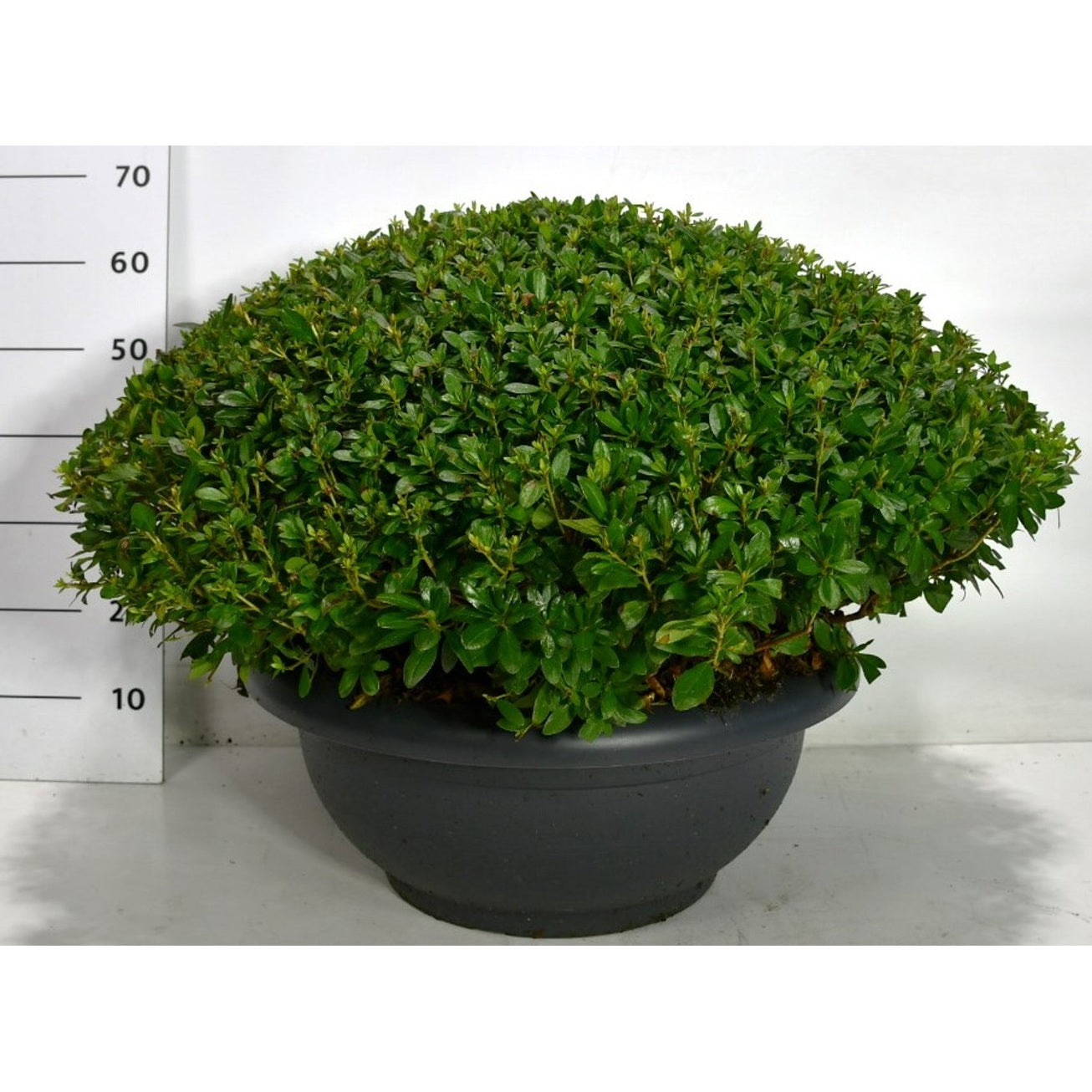 Japansk azalea – Rhododendron (AJ) 'Hino Crimson' - C60 80-90 cm. Bol Plateau